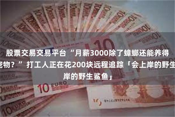 股票交易交易平台 “月薪3000除了蟑螂还能养得起啥宠物？” 打工人正在花200块远程追踪「会上岸的野生鲨鱼」